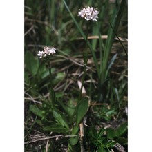 valeriana dioica l.