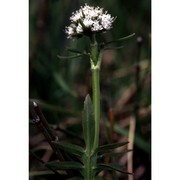 valeriana dioica l.