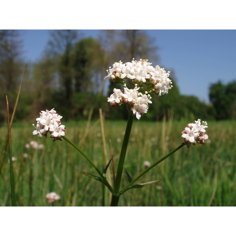 valeriana dioica l.