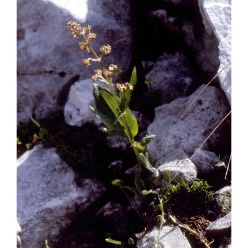 valeriana elongata jacq.