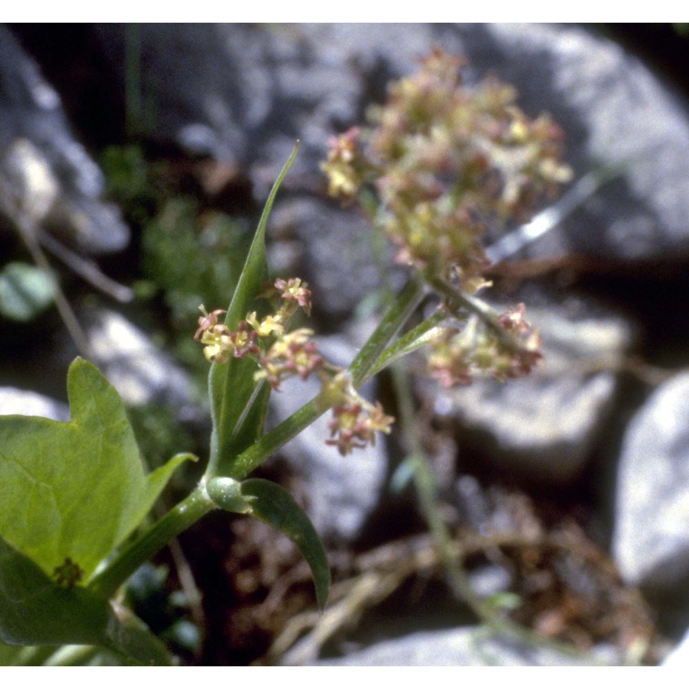 valeriana elongata jacq.