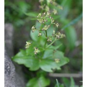 valeriana elongata jacq.