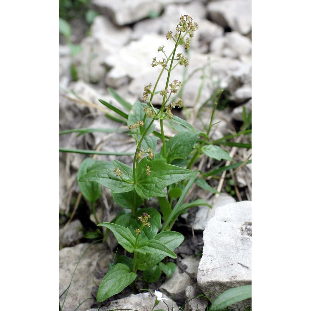 valeriana elongata jacq.