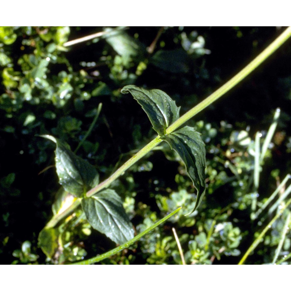 valeriana montana l.