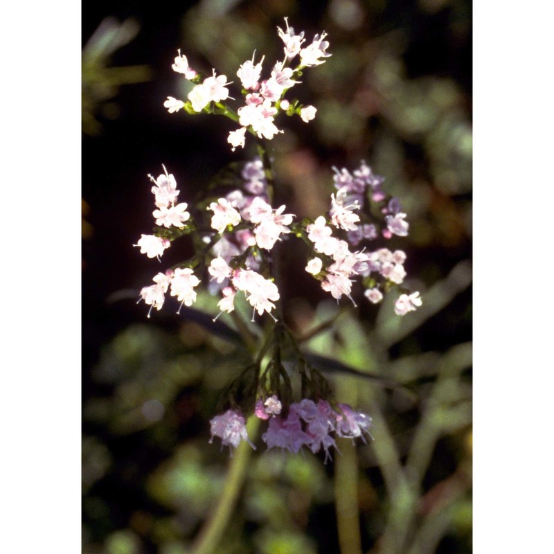 valeriana montana l.