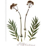 valeriana officinalis l.