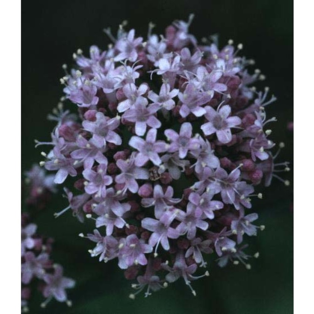 valeriana officinalis l.