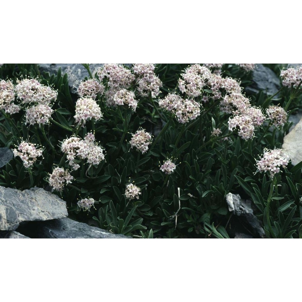 valeriana saliunca all.