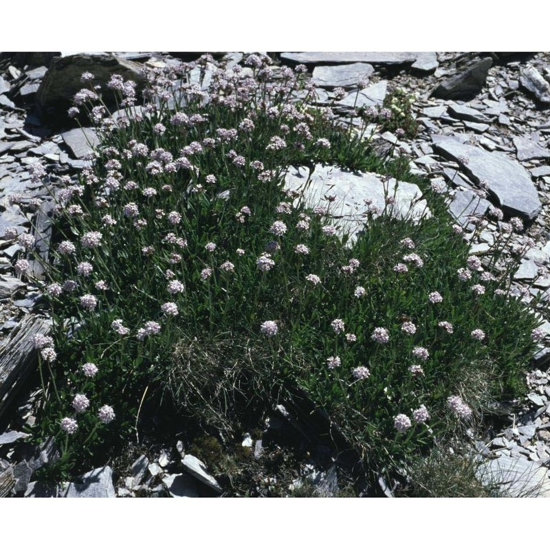 valeriana saliunca all.