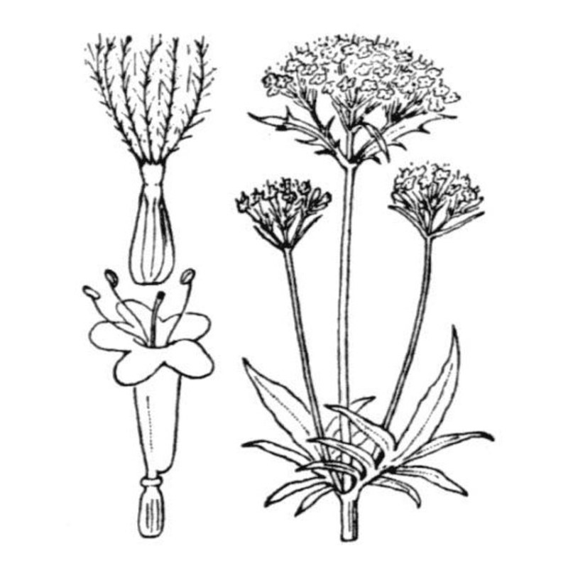 valeriana sambucifolia j. c. mikan ex pohl