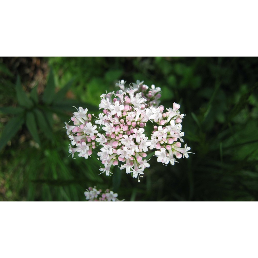 valeriana sambucifolia j. c. mikan ex pohl