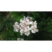 valeriana sambucifolia j. c. mikan ex pohl