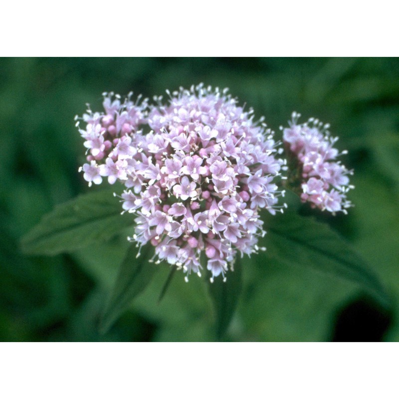 valeriana tripteris l.