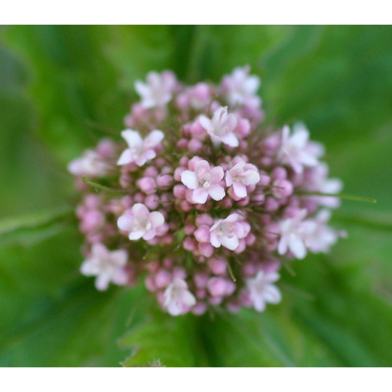 valeriana tripteris l.