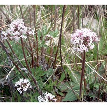 valeriana tuberosa l.