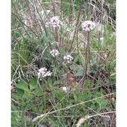 valeriana tuberosa l.