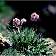 valeriana tuberosa l.