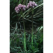 valeriana tuberosa l.