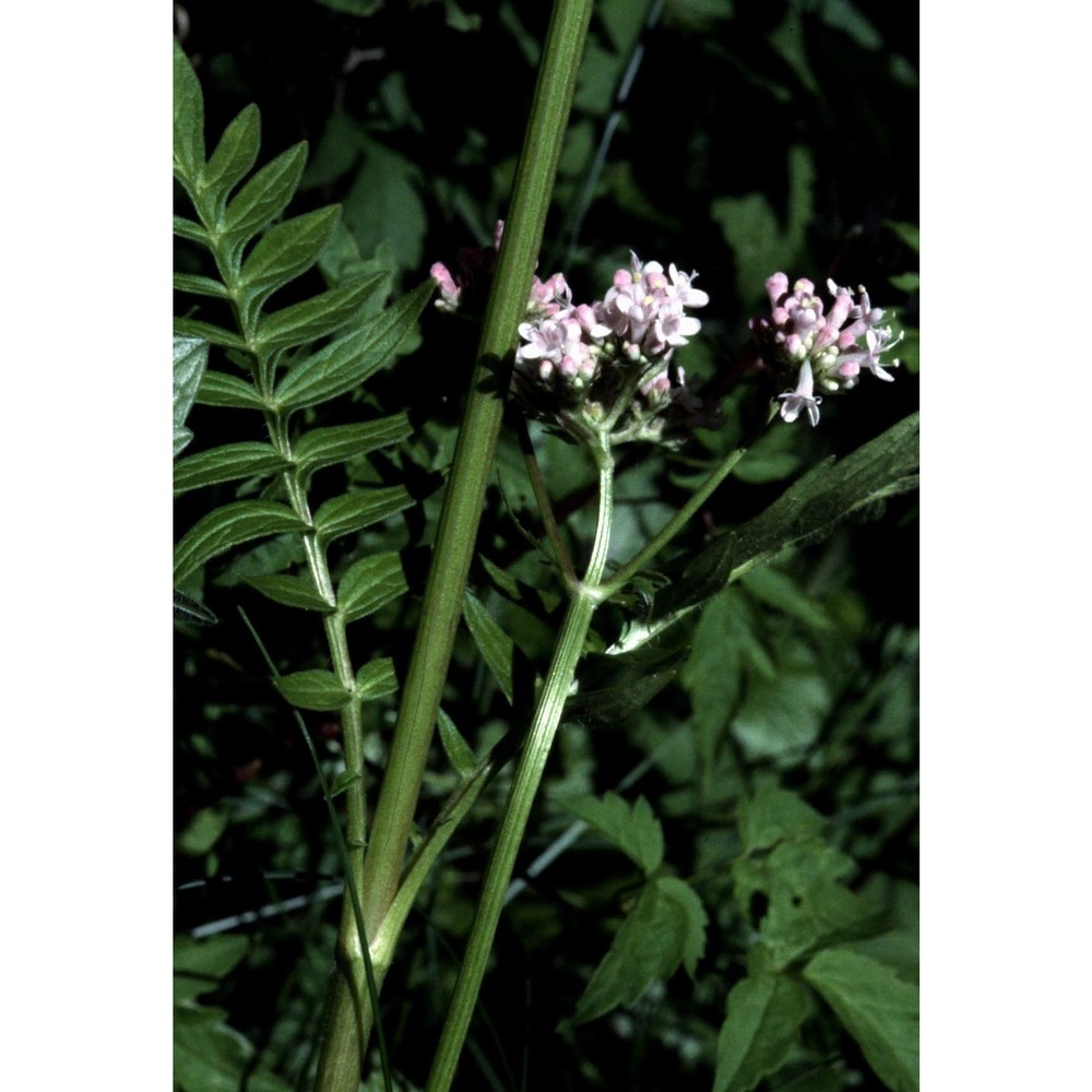 valeriana versifolia brügger