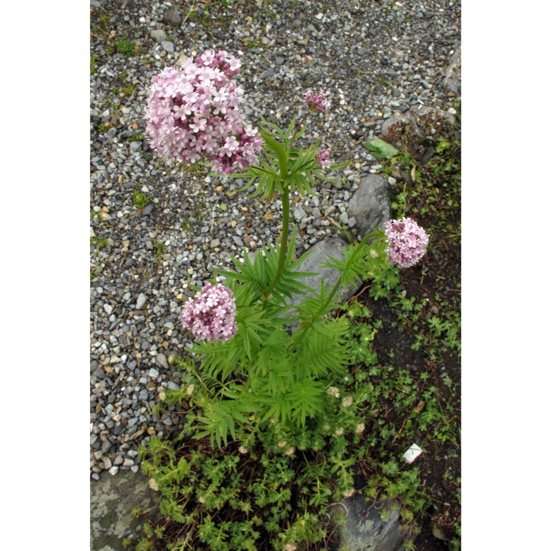 valeriana versifolia brügger