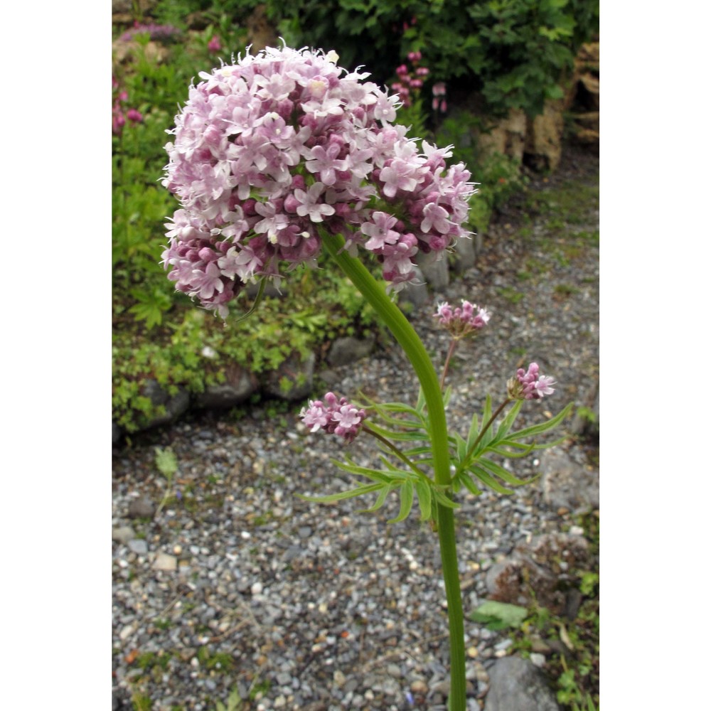 valeriana versifolia brügger