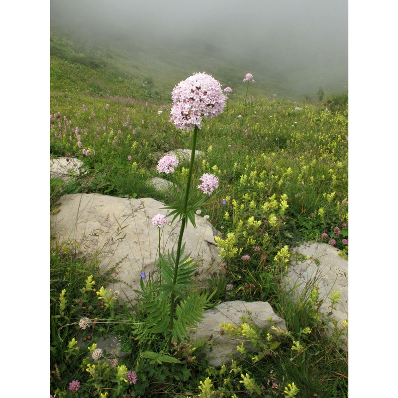 valeriana versifolia brügger