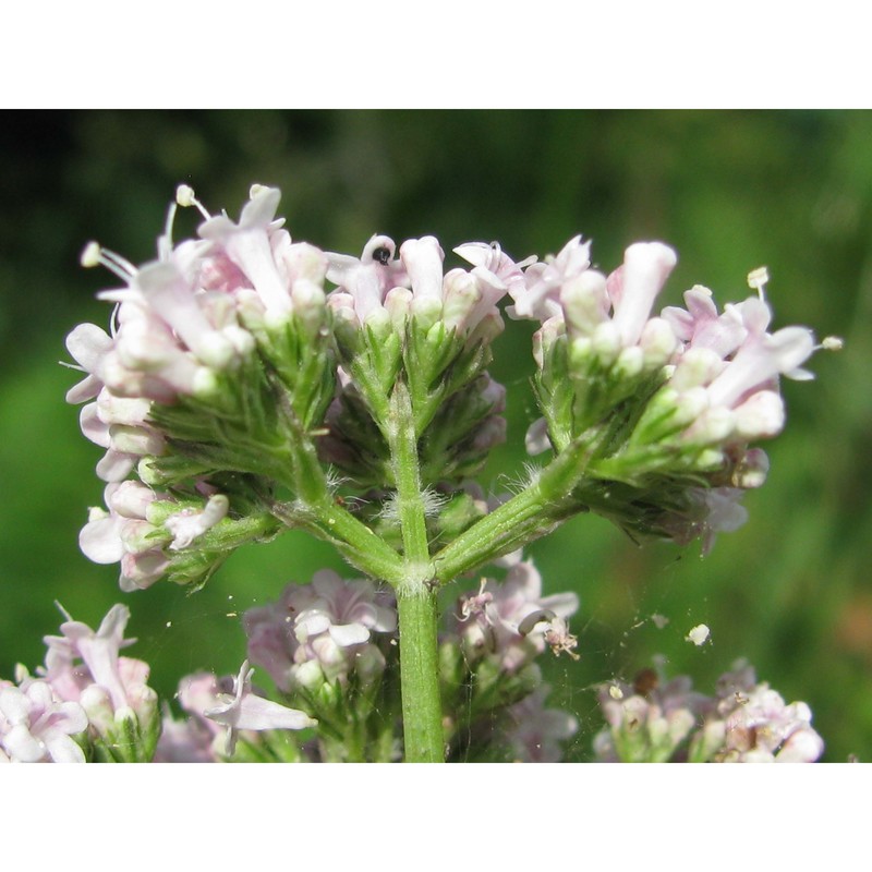 valeriana wallrothii kreyer