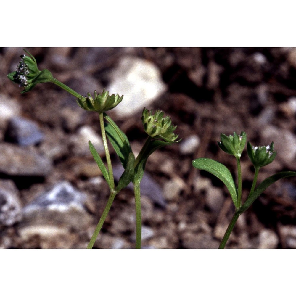 valerianella carinata loisel.