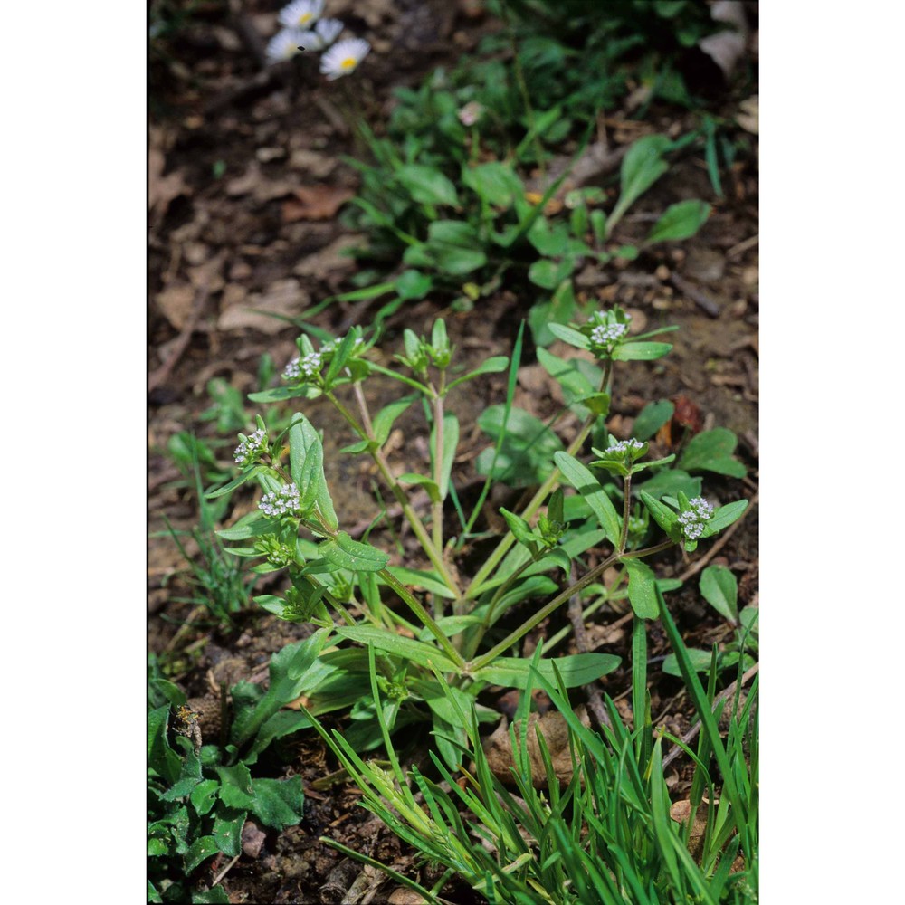 valerianella carinata loisel.