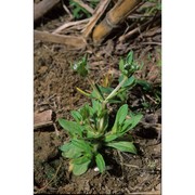 valerianella carinata loisel.