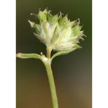 valerianella coronata (l.) dc.