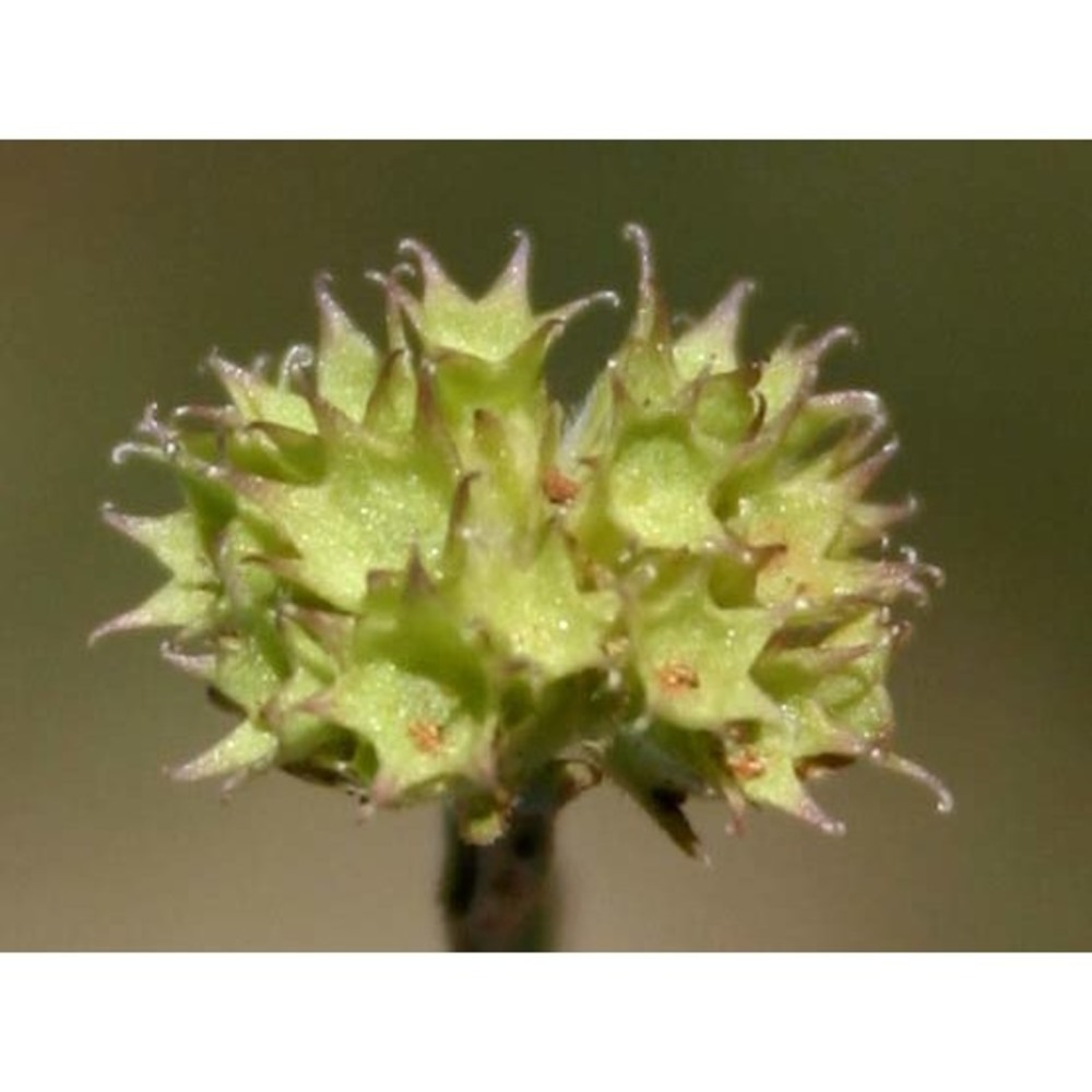 valerianella coronata (l.) dc.