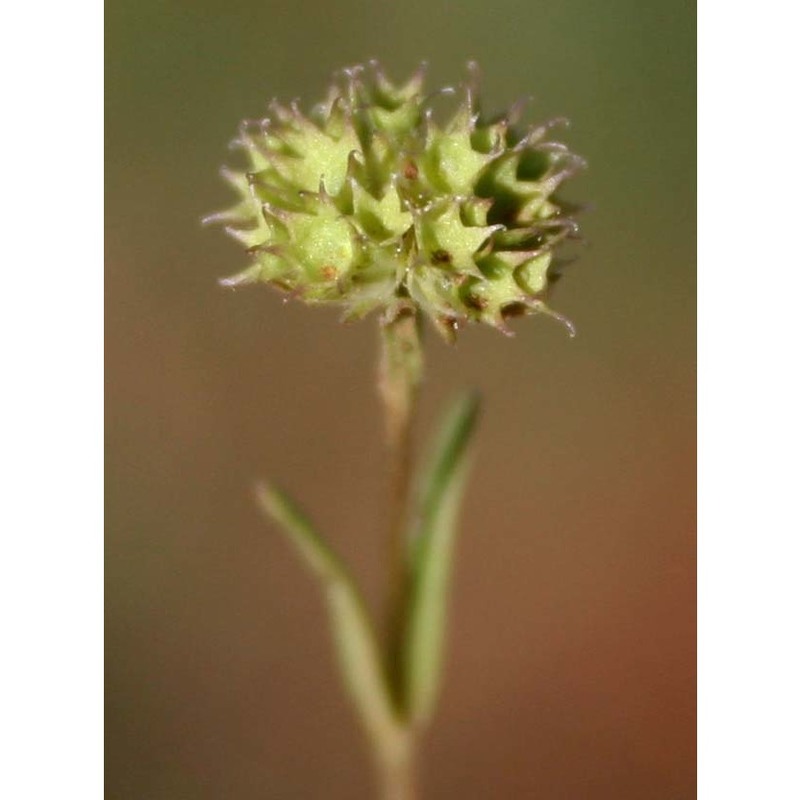 valerianella coronata (l.) dc.