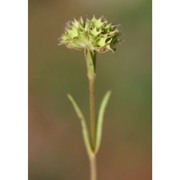 valerianella coronata (l.) dc.