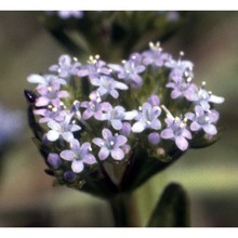 valerianella dentata (l.) pollich