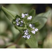 valerianella dentata (l.) pollich