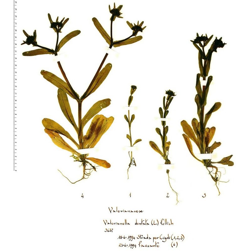 valerianella dentata (l.) pollich