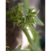 valerianella echinata (l.) dc.