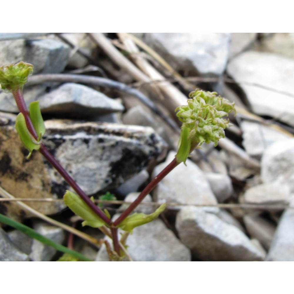 valerianella echinata (l.) dc.