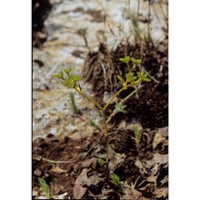 valerianella eriocarpa desv.