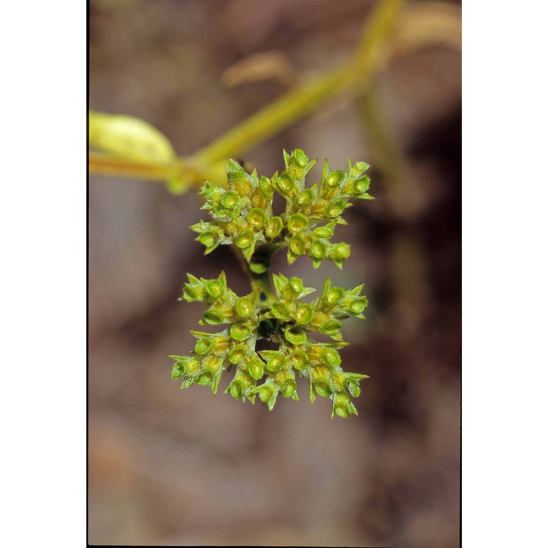 valerianella eriocarpa desv.