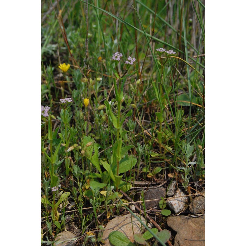 valerianella eriocarpa desv.