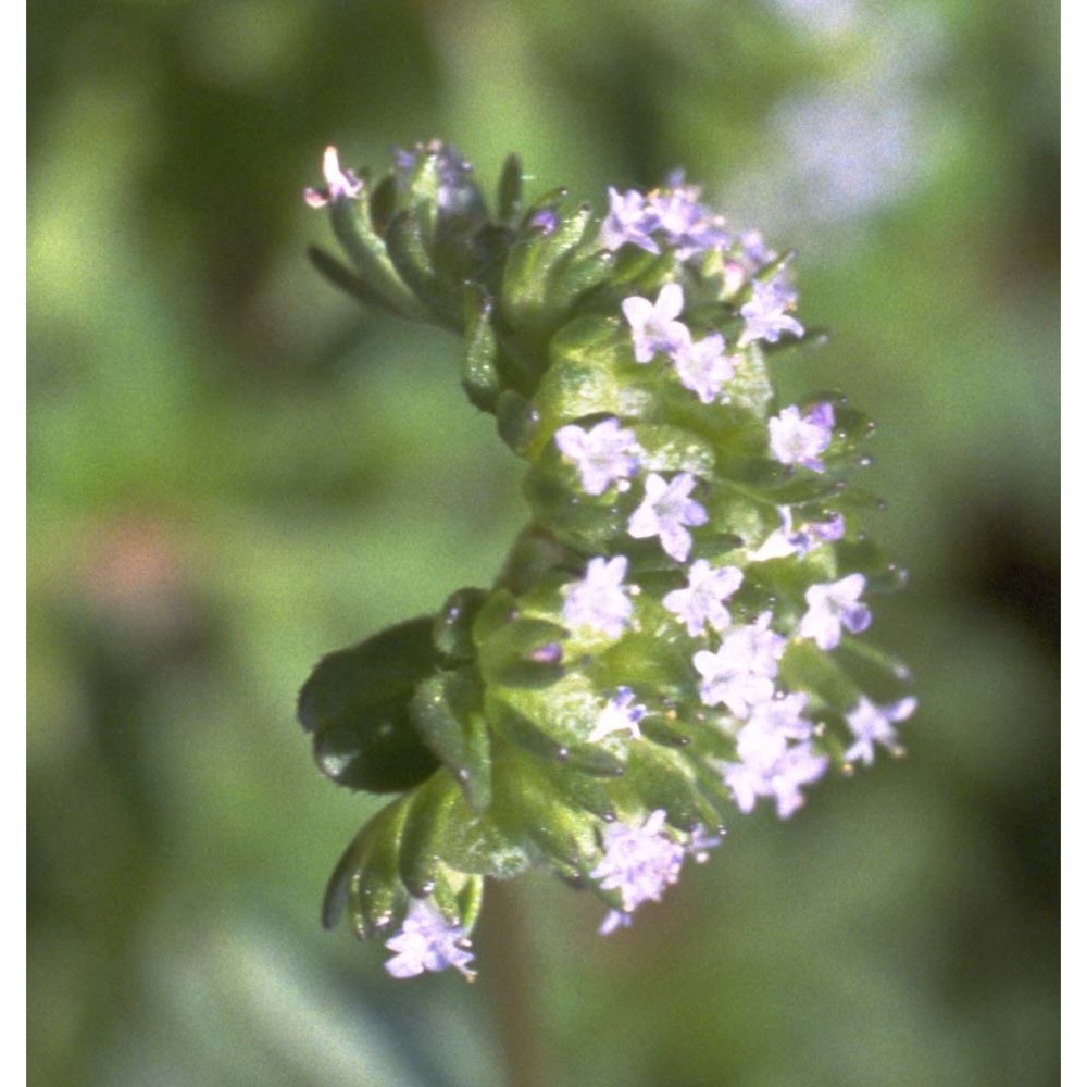 valerianella locusta (l.) laterr.