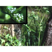 valerianella locusta (l.) laterr.