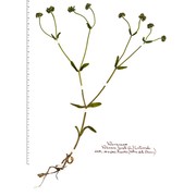 valerianella locusta (l.) laterr.