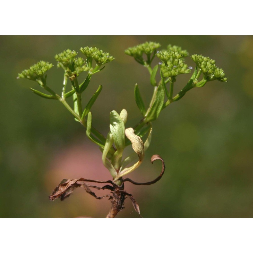 valerianella microcarpa loisel.