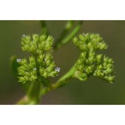 valerianella microcarpa loisel.