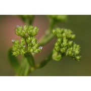 valerianella microcarpa loisel.