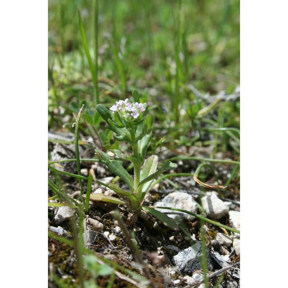 valerianella puberula (bertol. ex guss.) dc.