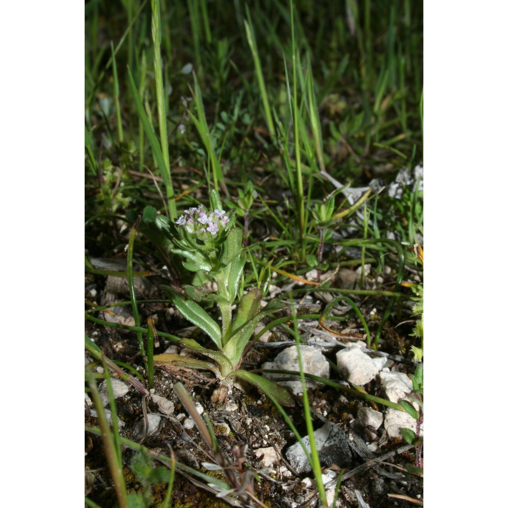 valerianella puberula (bertol. ex guss.) dc.